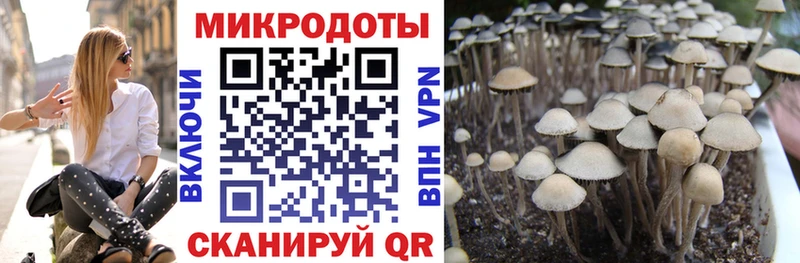 магазин  наркотиков  Таганрог  Псилоцибиновые грибы мицелий 